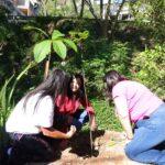 Meninos plantam ipês em homenagem ao Outubro Rosa e ao combate à violência contra a mulher